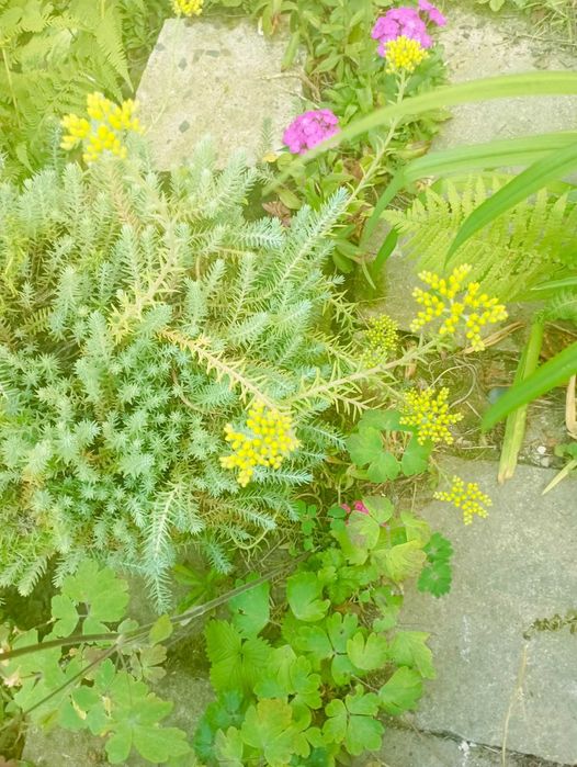 очиток скальний почвопокровний, седум