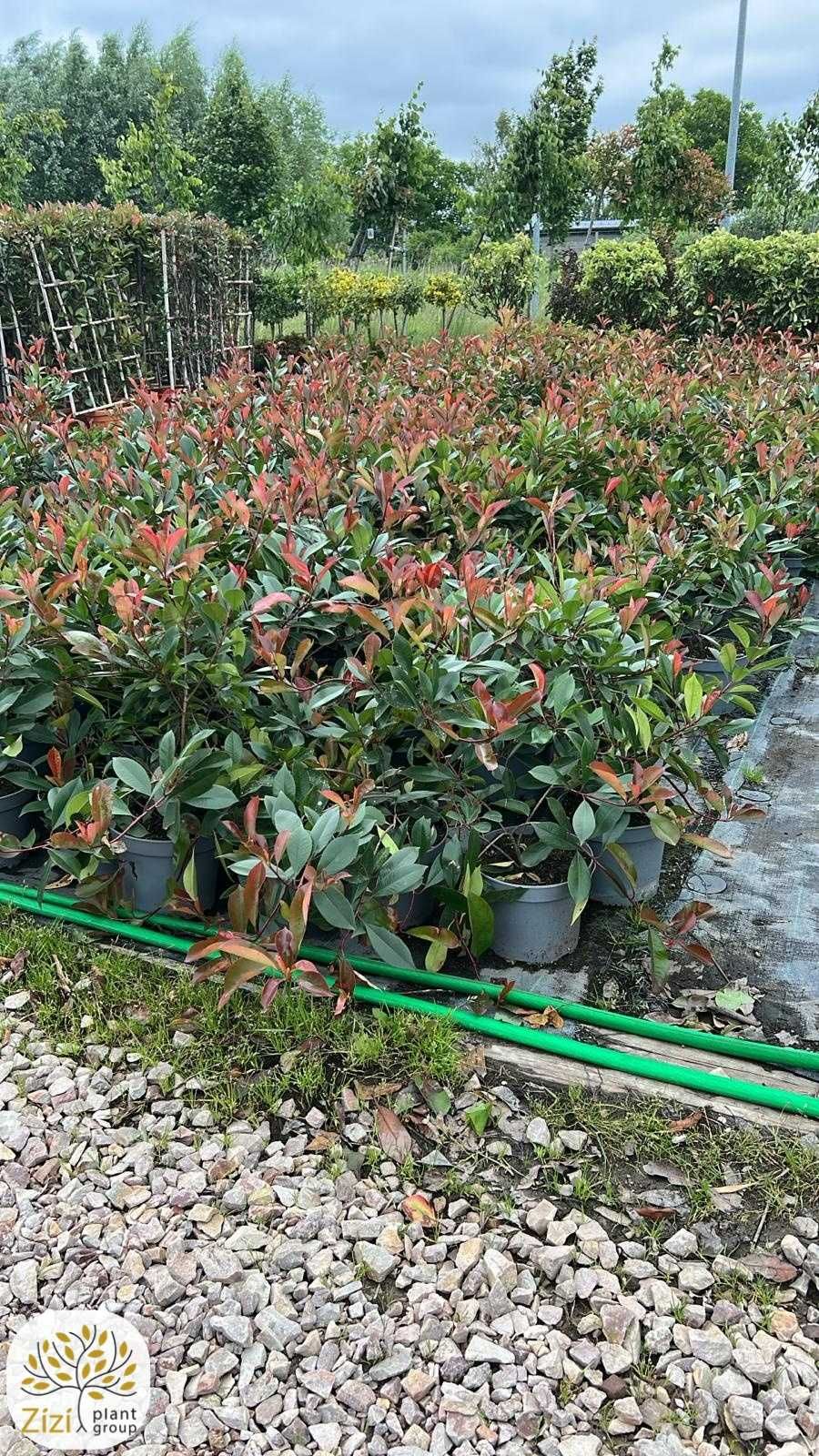 Photinia fraseri Red Robin, Głogownik Frasera, 40-60cm, zimozielony
