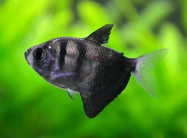 GB (Gymnocorymbus ternetzi) Żałobniczka, czarna Tetra - dowóz ryb!