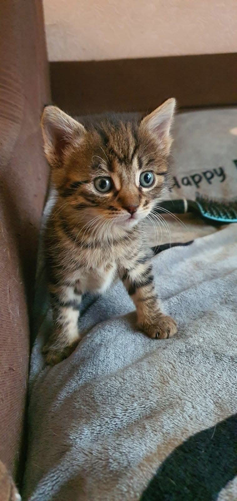 Очень много котят бесплатно котята котенок