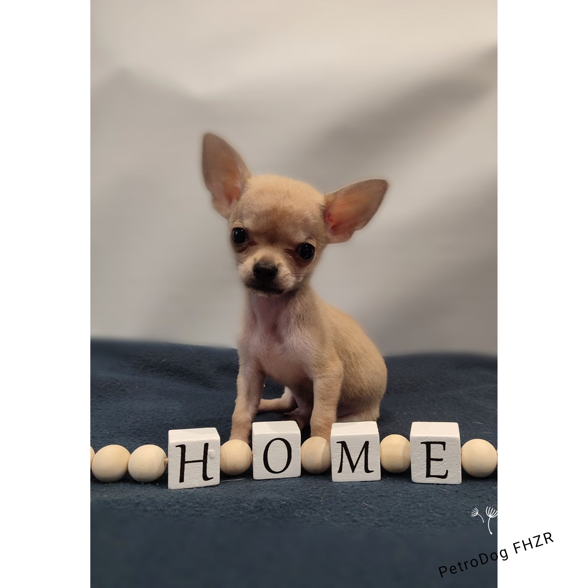 Chihuahua xs 450g piesek gotowy do odbioru