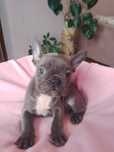 Buldog francuski