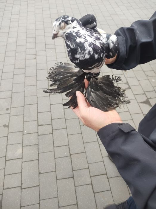 Widyn Polski czarny samiec samica motyle warszawski