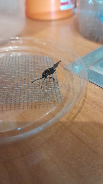 Modliszka liściogłowa (p. Paradoxa)