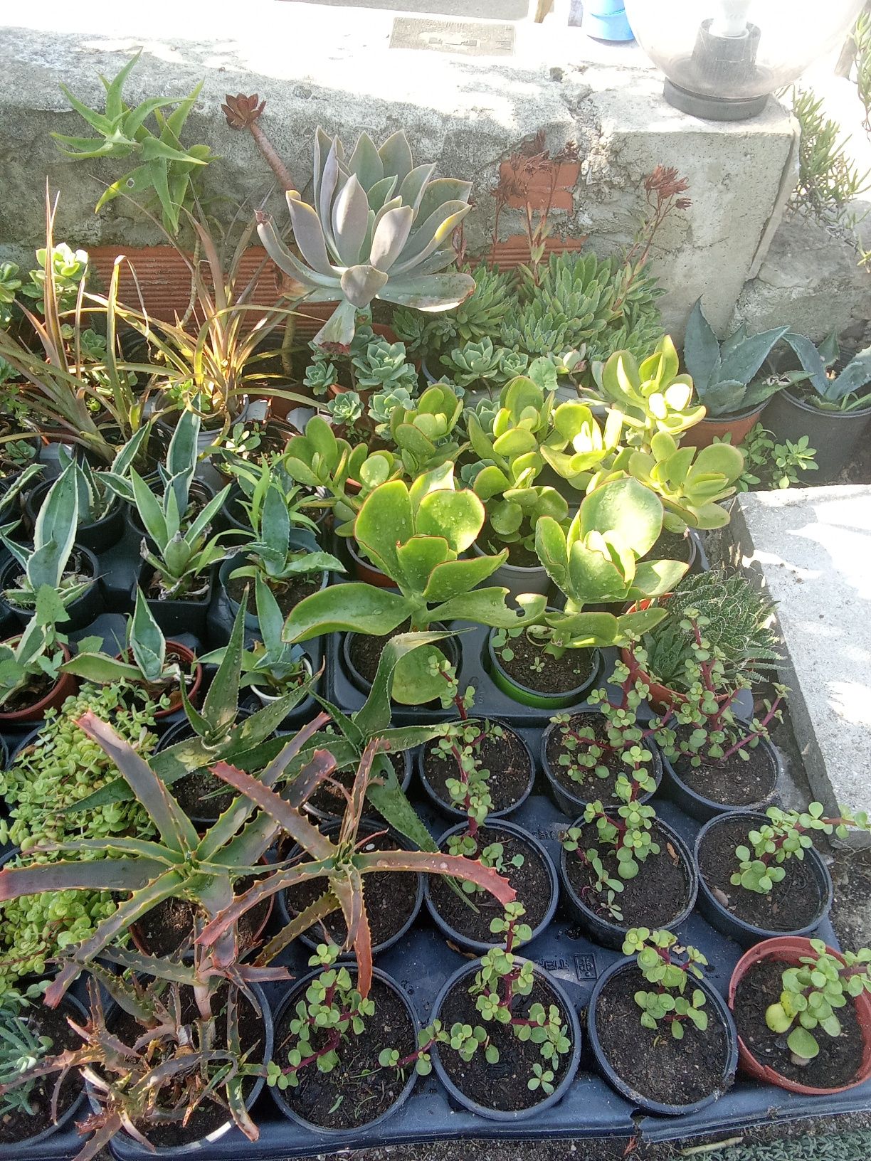 Suculentas variadas e agaves