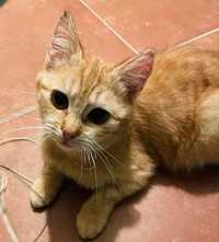 8 miesięczna ruda kotka - Marchewka szuka domu!