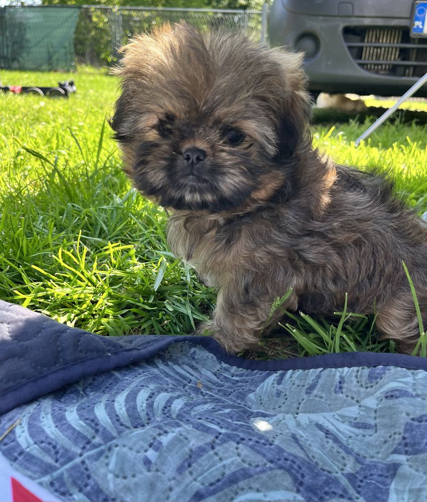 Shih Tzu suczka gotowa do odbioru