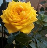 Роза комнатная жёлтая троянда комнатные цветы горшочные