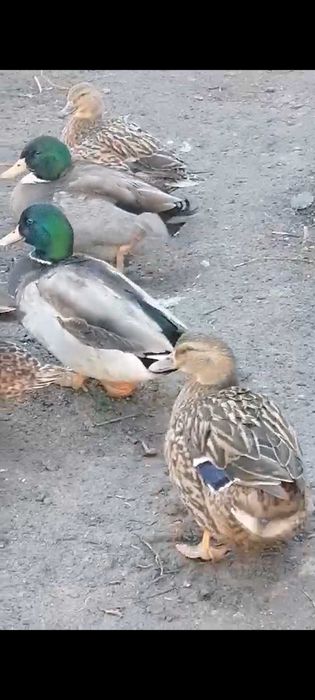 Качки кряква (одомашнені)