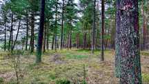 DZIAŁKI Jastrzębia Góra/sprzedam - 300m2/400m2/500m2 - Polecam