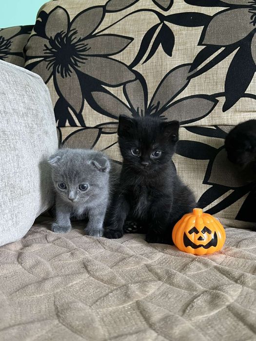Шотландське кошеня