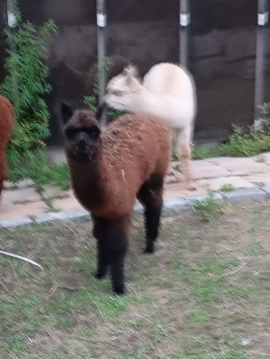Samica -  młoda alpaka samiczka  huacaya z hodowli  Red Alapca