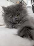 Kot perski pers niebieski nie brytyjski nie rosyjski nie Maine coon