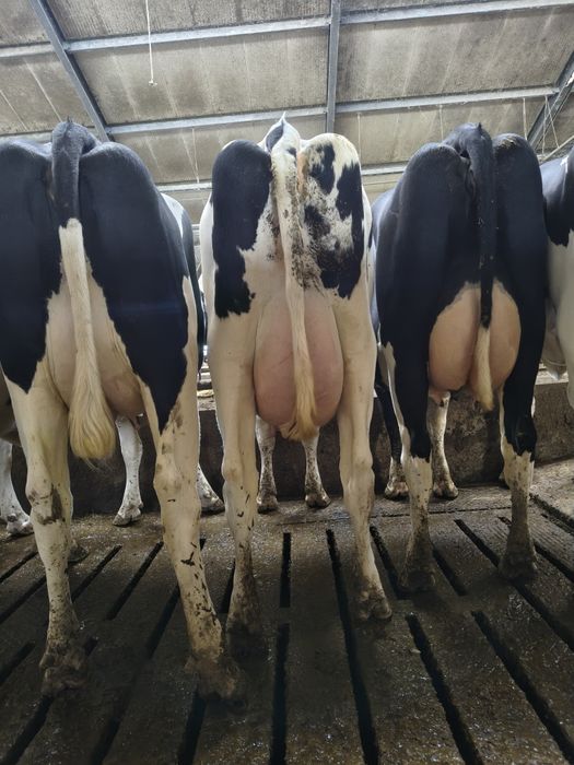 Krowy, pierwiastki, z mlekiem