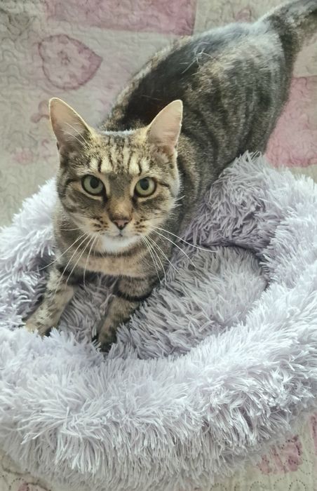 Młoda kotka Mysza do adopcji