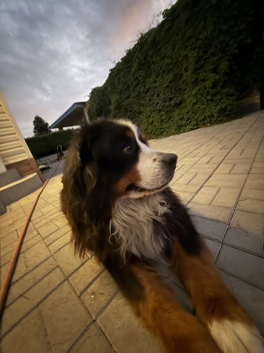 Пропала собака р-н Богомаза