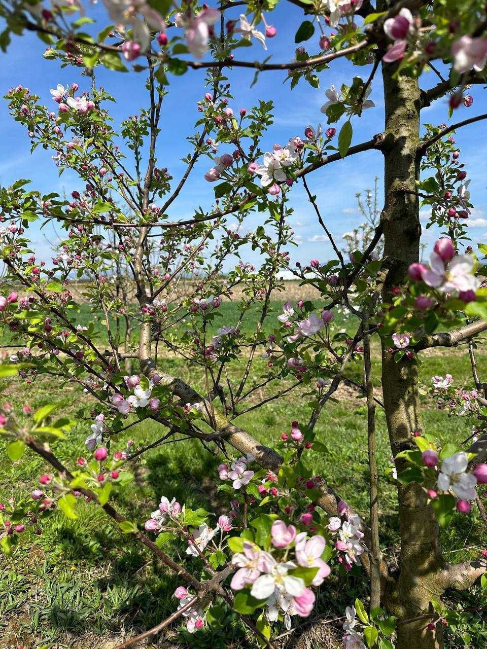 Продаж земельної ділянки, с. Малі Геївці (Закарпатська обл.)