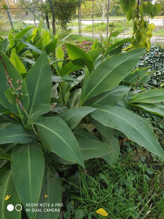 Овсяница сизая  .Фестука