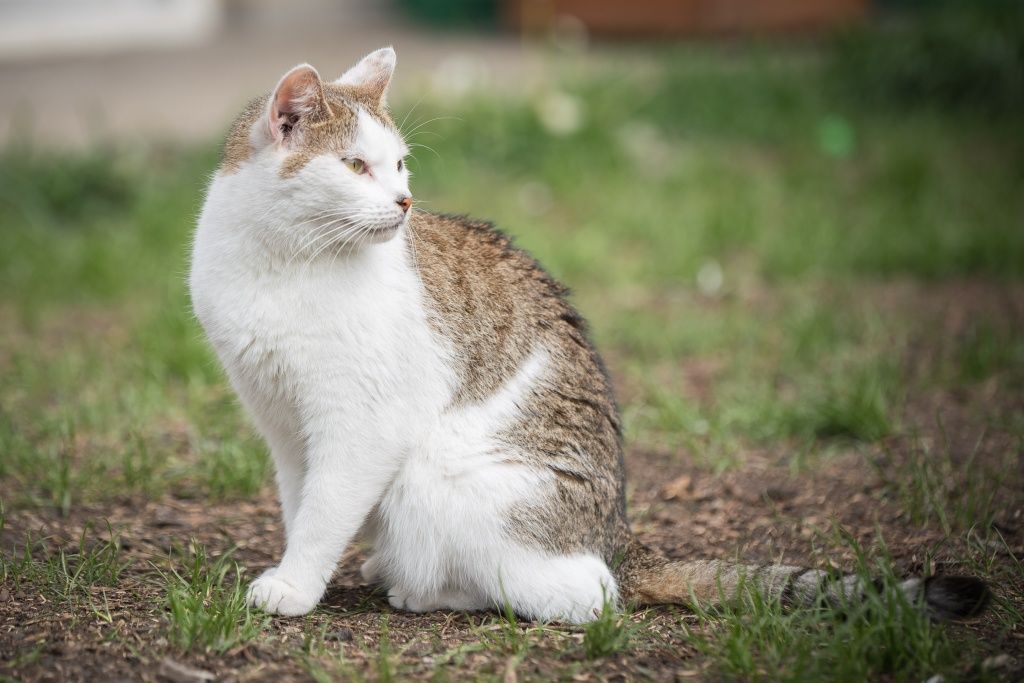 Kotka Dziunia do adopcji!