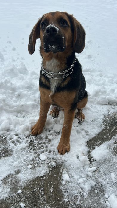 Oddam za darmo pieska Beagle mieszaniec