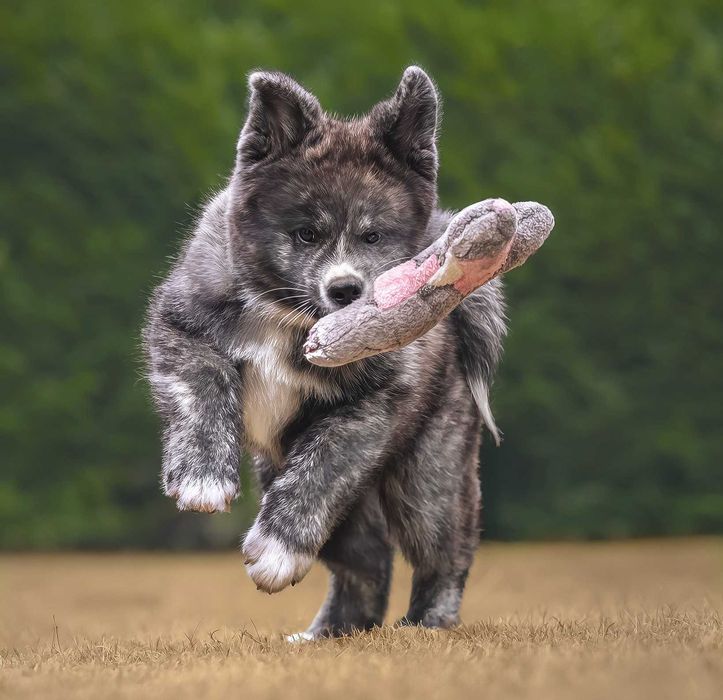 Akita - pręgowane szczenię na sprzedaż ZKWP / FCI