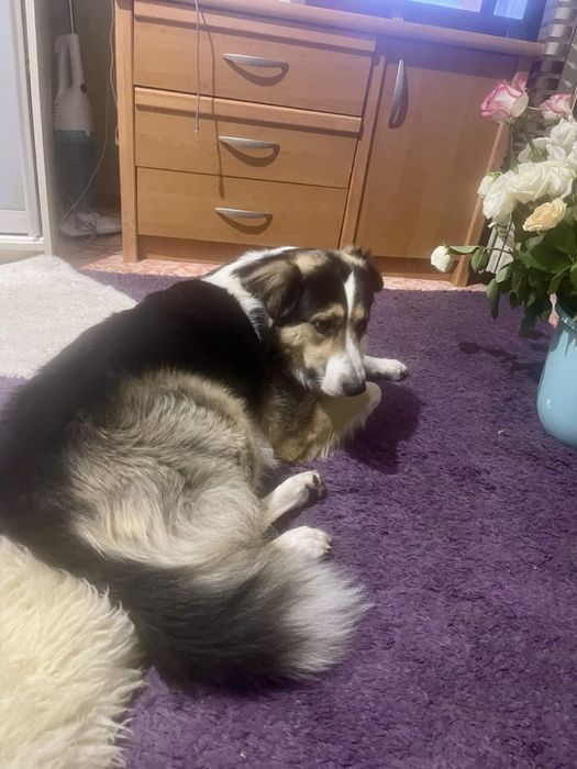 Дорослий молодий собака! Надійна охорона вашоі домівки!