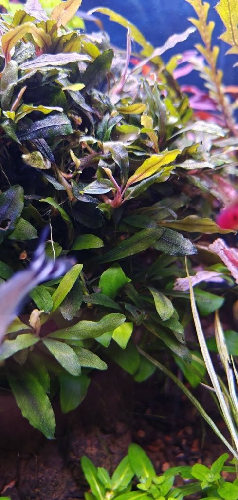 Акваріумна рослинка Bucephalandra sp. Kualakuayan