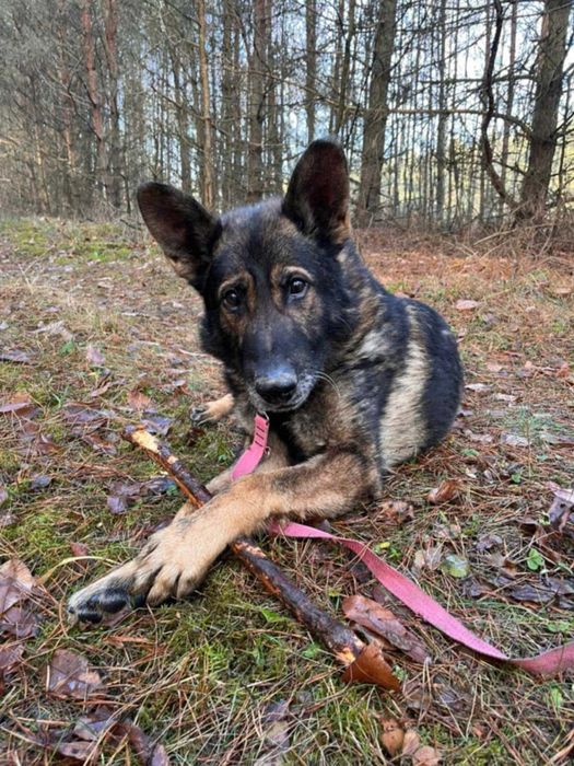 WOJTUŚ - młody, pozytywny psiak w typie owczarka szuka domu !!