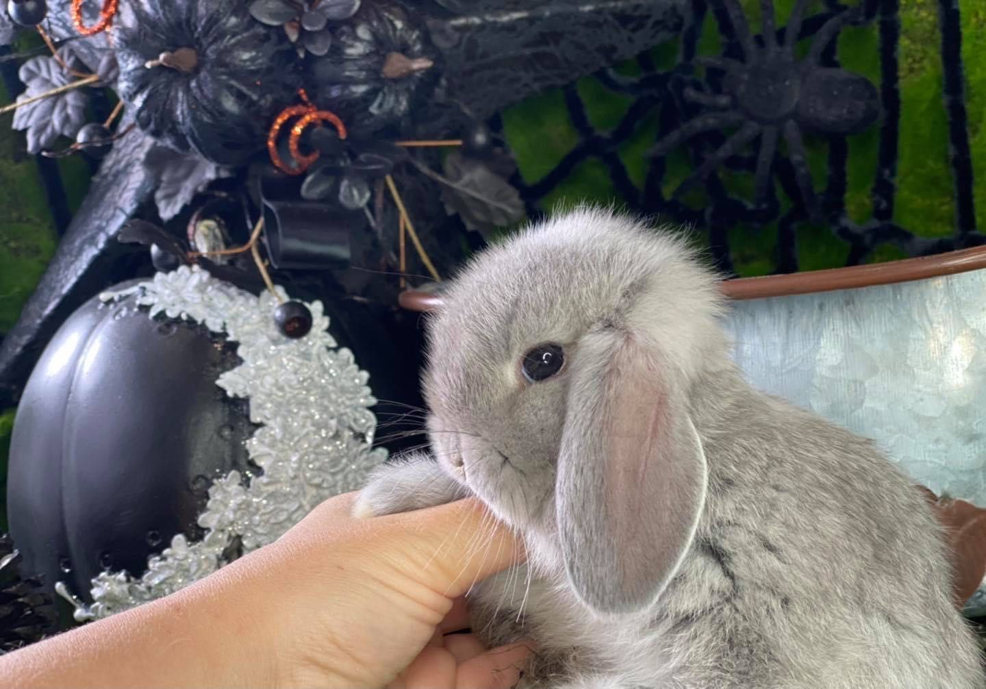 Mini lop teddy karzełek zarejestrowana hodowla