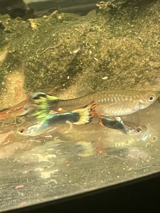 Gupiki ryby dorosłe