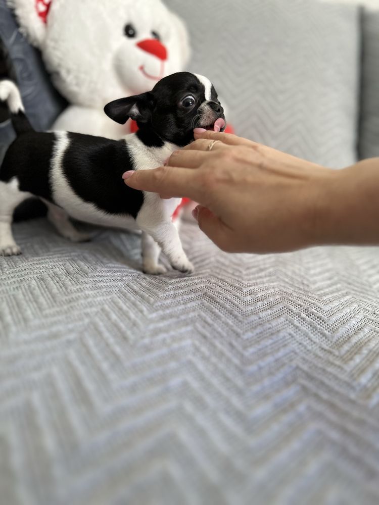 Menino super mini chihuahua