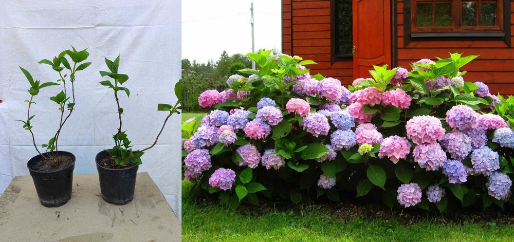 Саженцы декоративных деревьев, кустарников , Гортензія