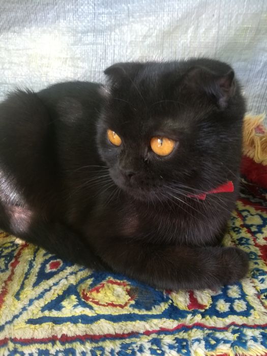 Шотландське кошеня.