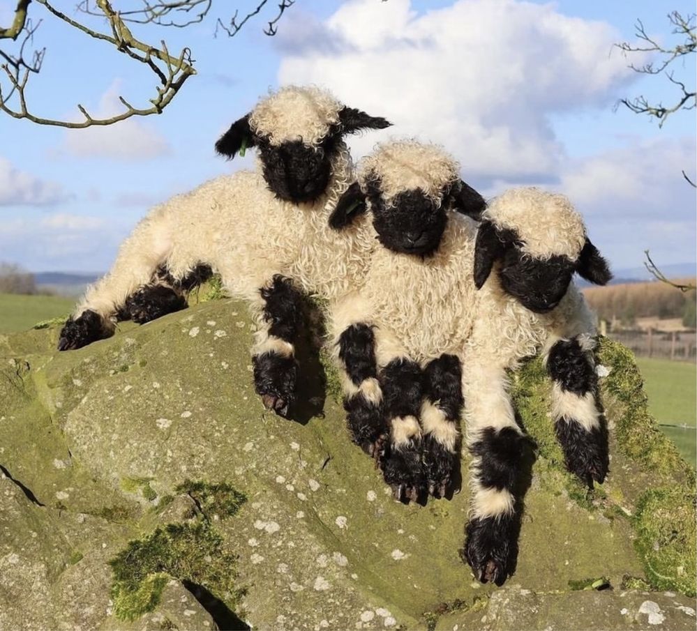 Валийская щвейцарская овца черномордая