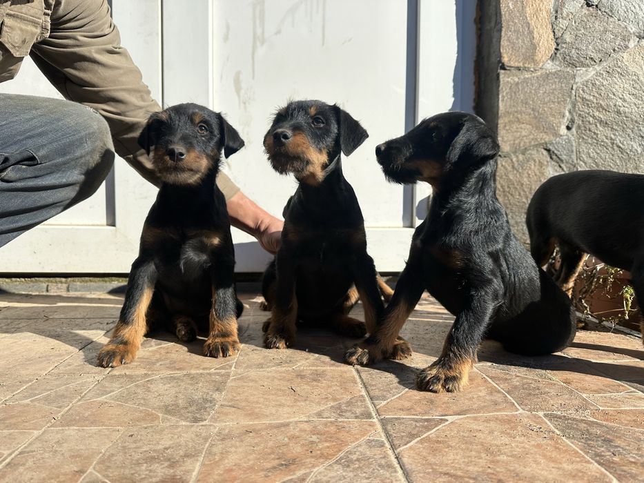 Цуценята Німецький ягдтерʼєр