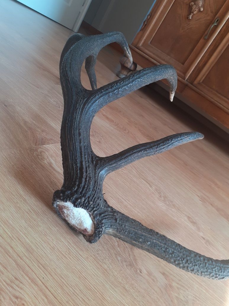 Świeża tyka jelenia 12-stak poroże 2.6kg