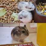 Хом'ячки Джунгарики