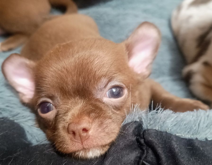 Chihuahua krótkowłosa XS -mini  czekoladowy piesek
