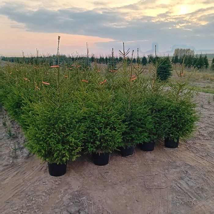 Swierk srebrnyi pospolity jodła kopany donica Tuja szmaragd  braband