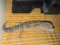 Gekon lamaprci Mack Snow Bold Jungle het Eclipse samiec