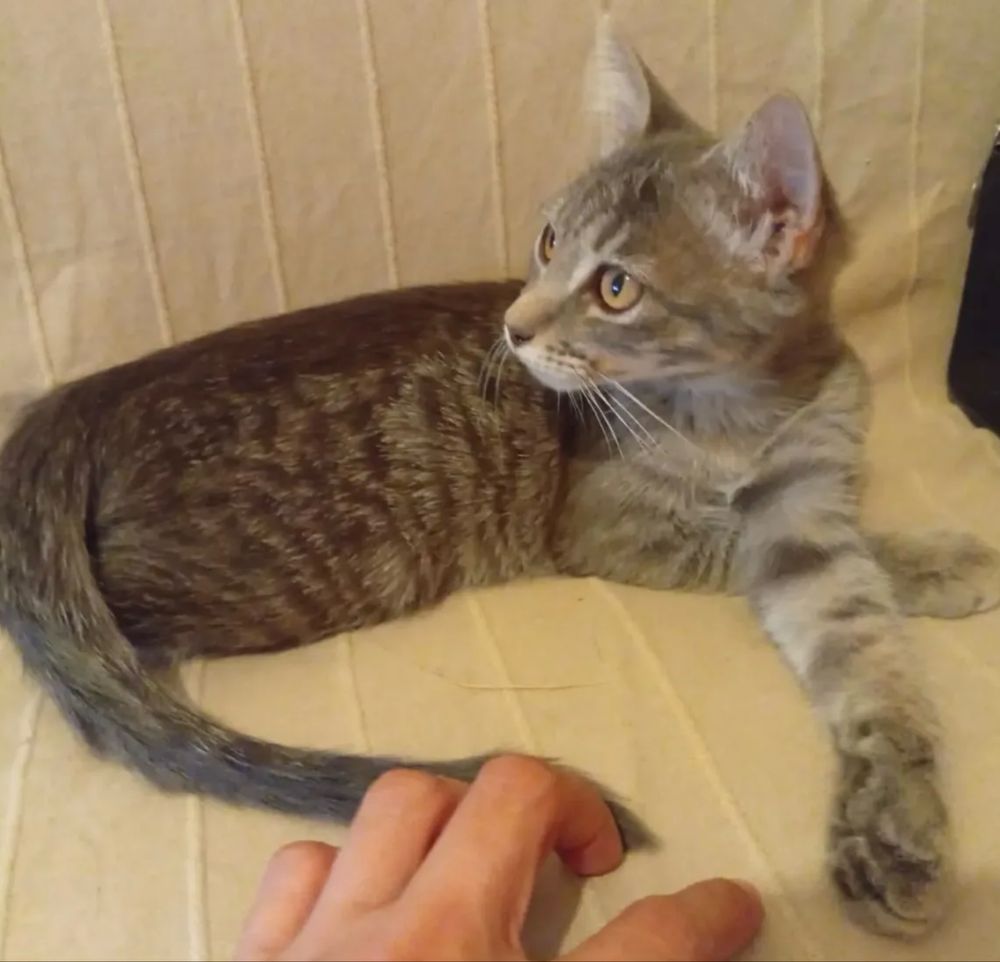 Gatinho bebé para adoção responsável