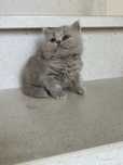 Gatinha british longhair