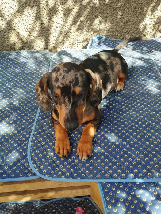 Мраморний красень