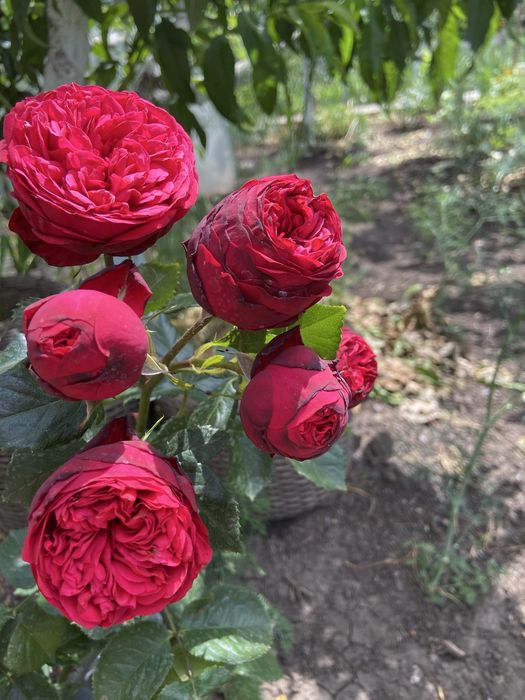 РОЗЫ английские; плетистые и парковые: Пьер де ронсар и Ред Леонардо