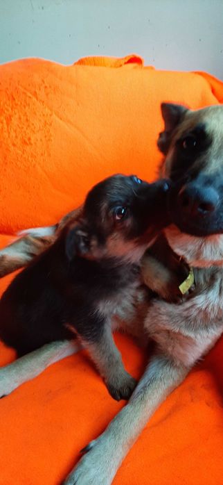 Szczeniak do adopcji sunia 8 tygodniowa