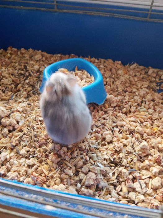 Джунгарский хомяк