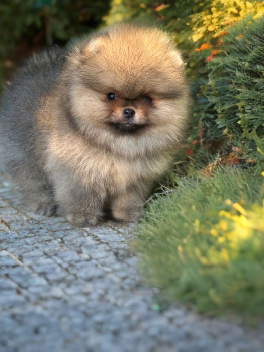 Pomeranian/szpic miniaturowy