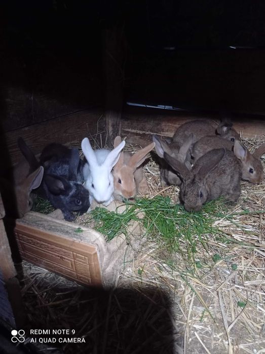 Króliki dorosłe i młode