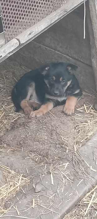 Отдам в хорошие руки