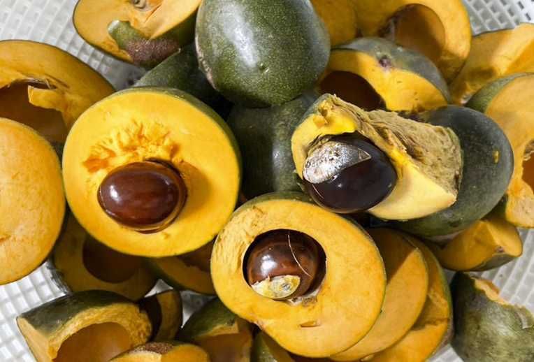 Árvore LÚCUMA Baunilha SUPER FRUTO - portes grátis